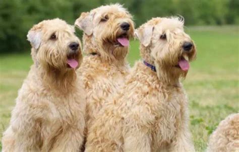 soft coated wheaten terrier health testing|life expectancy wheaten terrier.